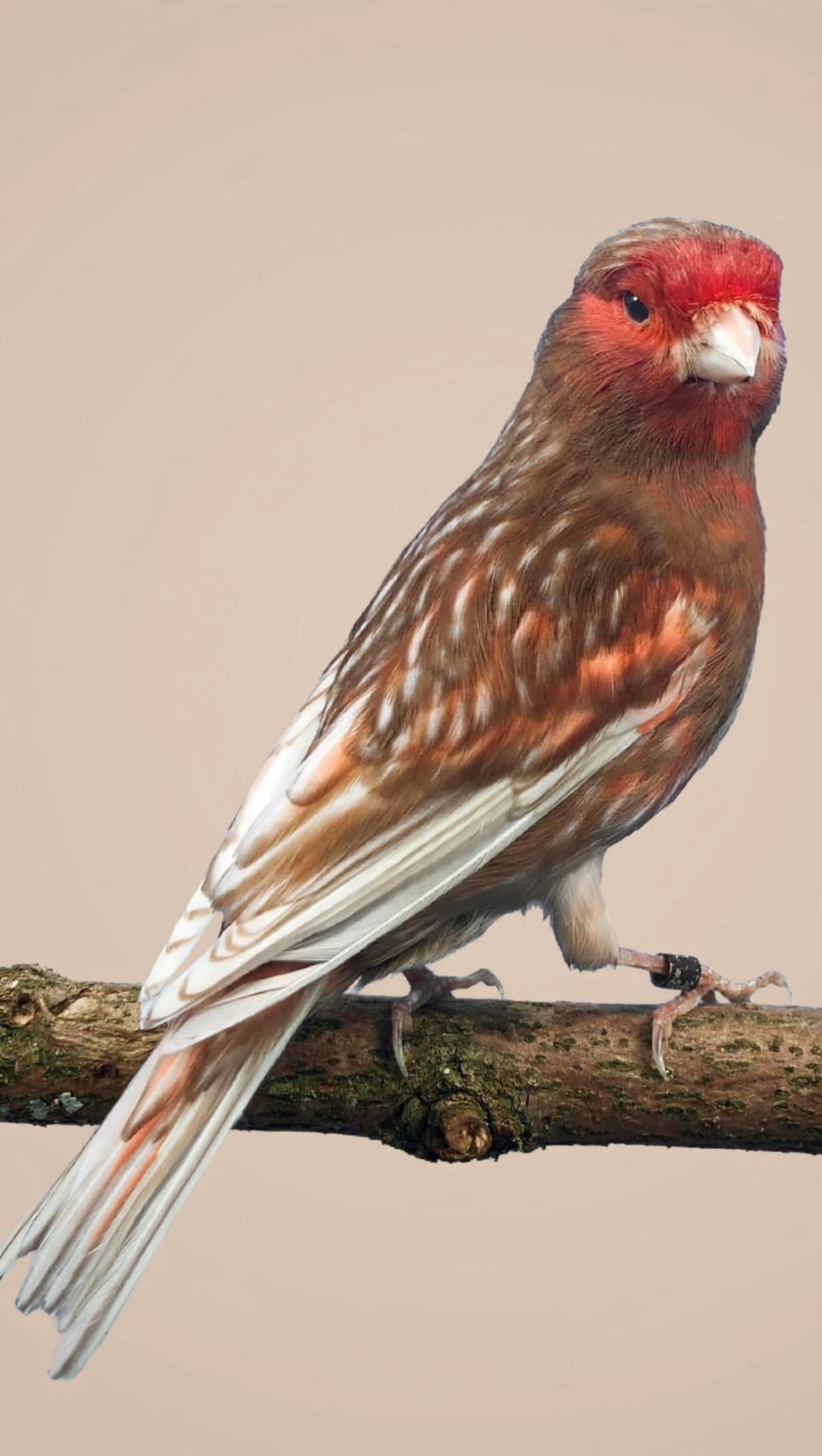 Canarino rosso-marrone con becco chiaro appollaiato su trave di legno, cielo azzurro sullo sfondo.